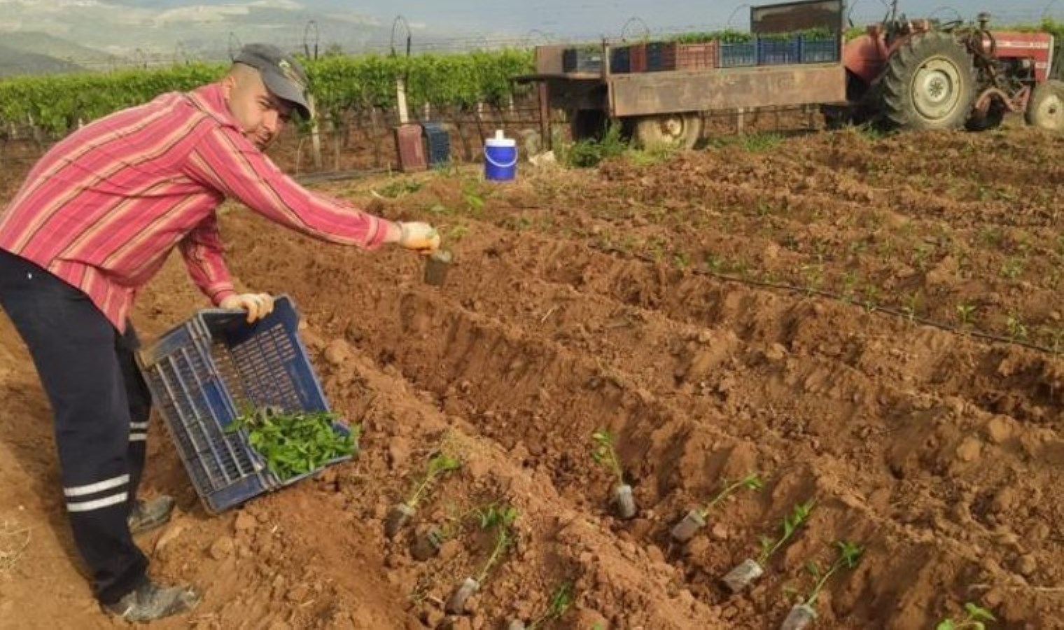Sarıgöl’de ekim başladı: Birinci hasat haziran ayında