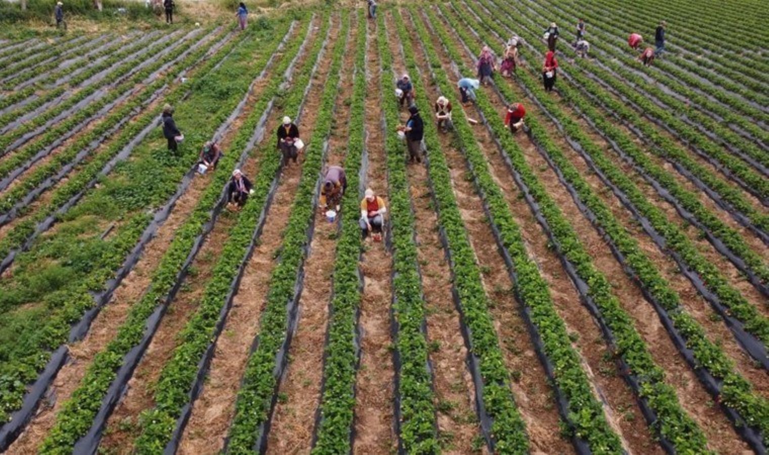 Silifke’de açıkta hasat başladı: Kilosu 50 TL’ye kadar düştü