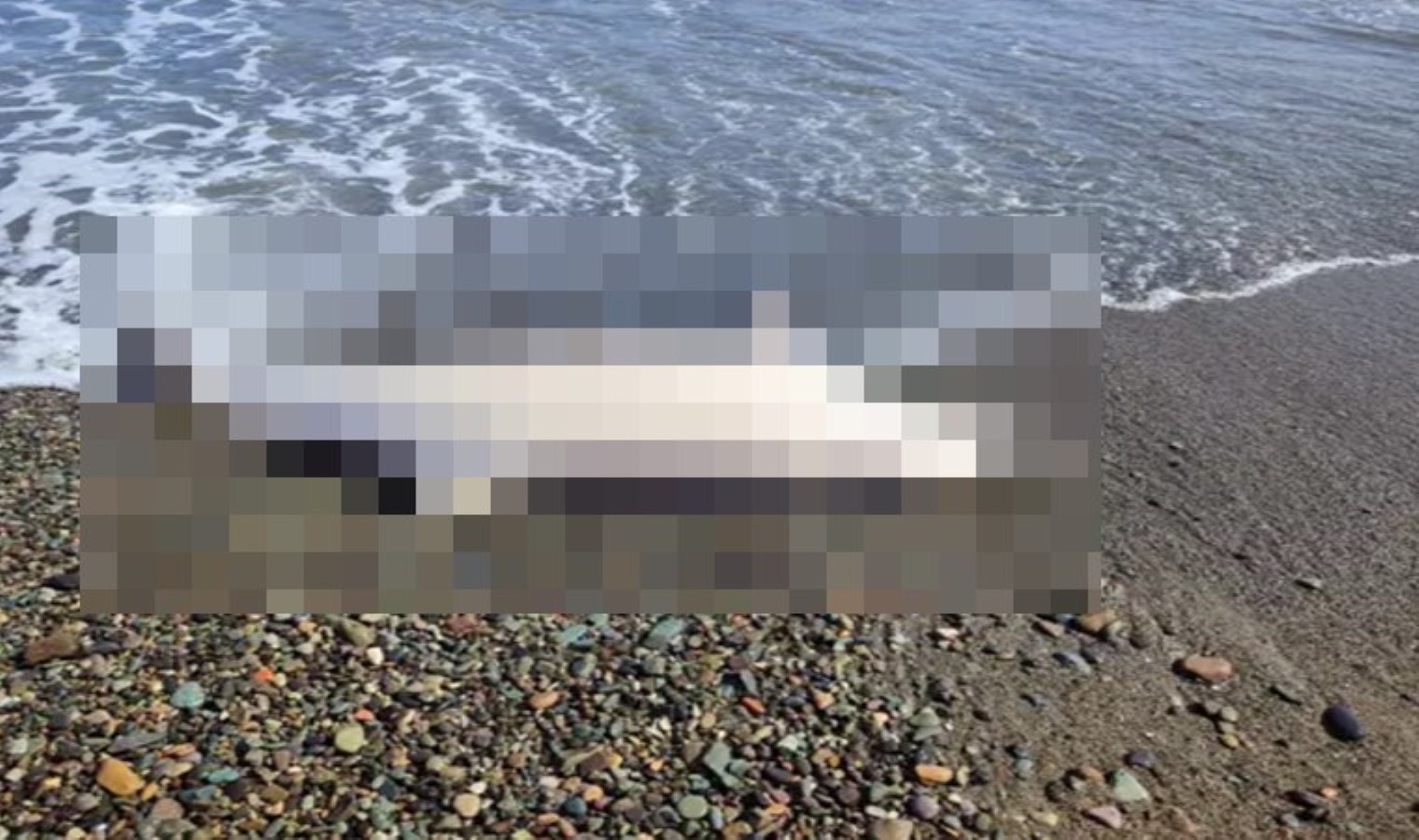 Sürmene’de kıyıya meyyit yunus vurdu