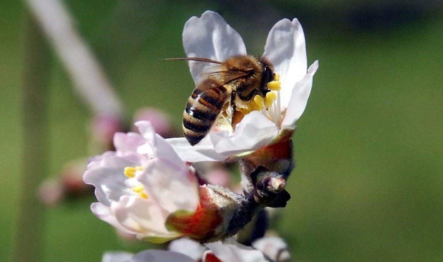 Tesadüfen keşfedildi: Sualtında da yaşayabiliyorlar