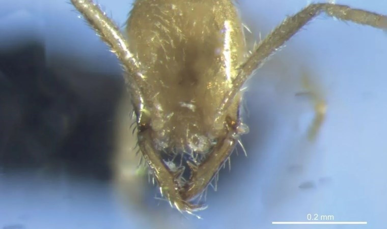 Toprağın 25 metre altında keşfedildi: ‘Voldemort’ ismi verildi!