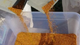Toroslar’da hasat başladı: Fiyatı da yararı da altın bedelinde