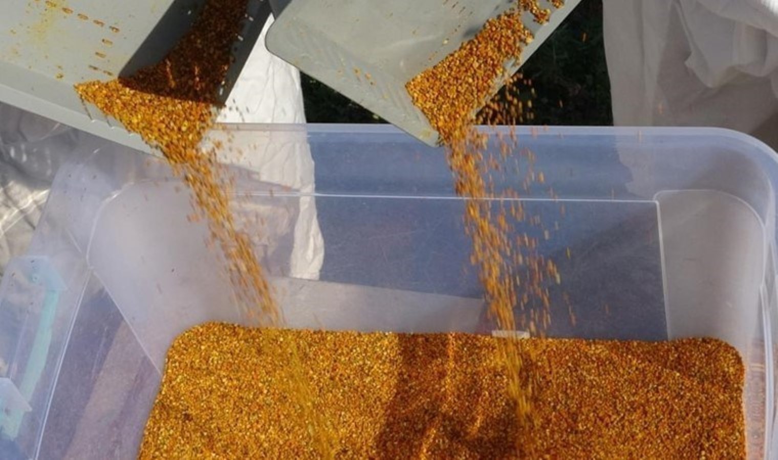 Toroslar’da hasat başladı: Fiyatı da yararı da altın bedelinde