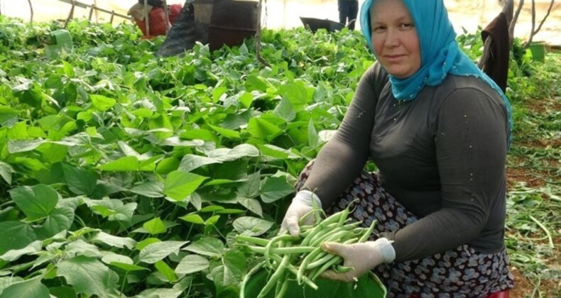 Turfanda eserle ikili çıkar: Birinci hasat fasulyede