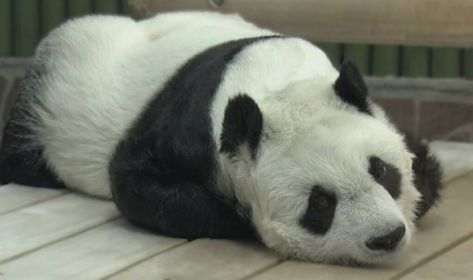 Ülkenin en yaşlı pandası öldü: ‘İnsanları gülümsetiyordu’