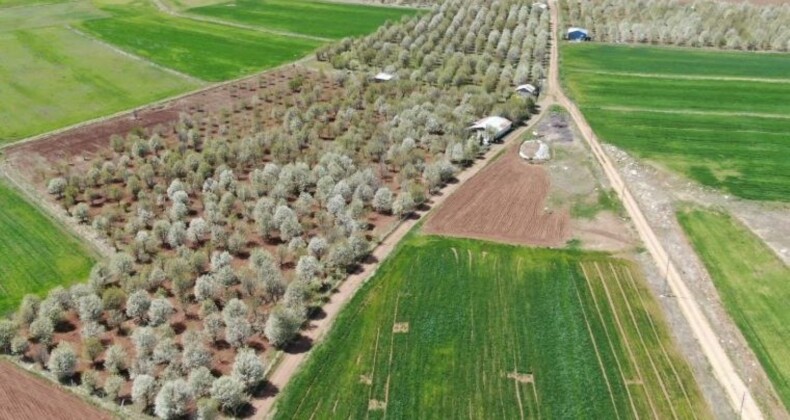 Vişne bahçesi çiçek tarlasına dönüştü: Ağustos ayında hasat edilecekler