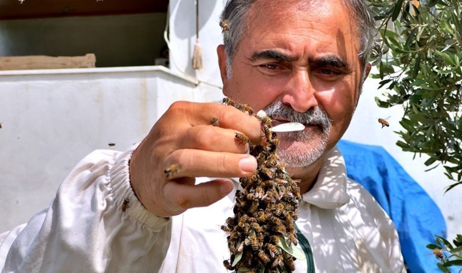 Yalnızca 2 kovan ile başlamıştı, artık 400 kovanı hasat ediyor! Yılda 1 ton eser alıyor