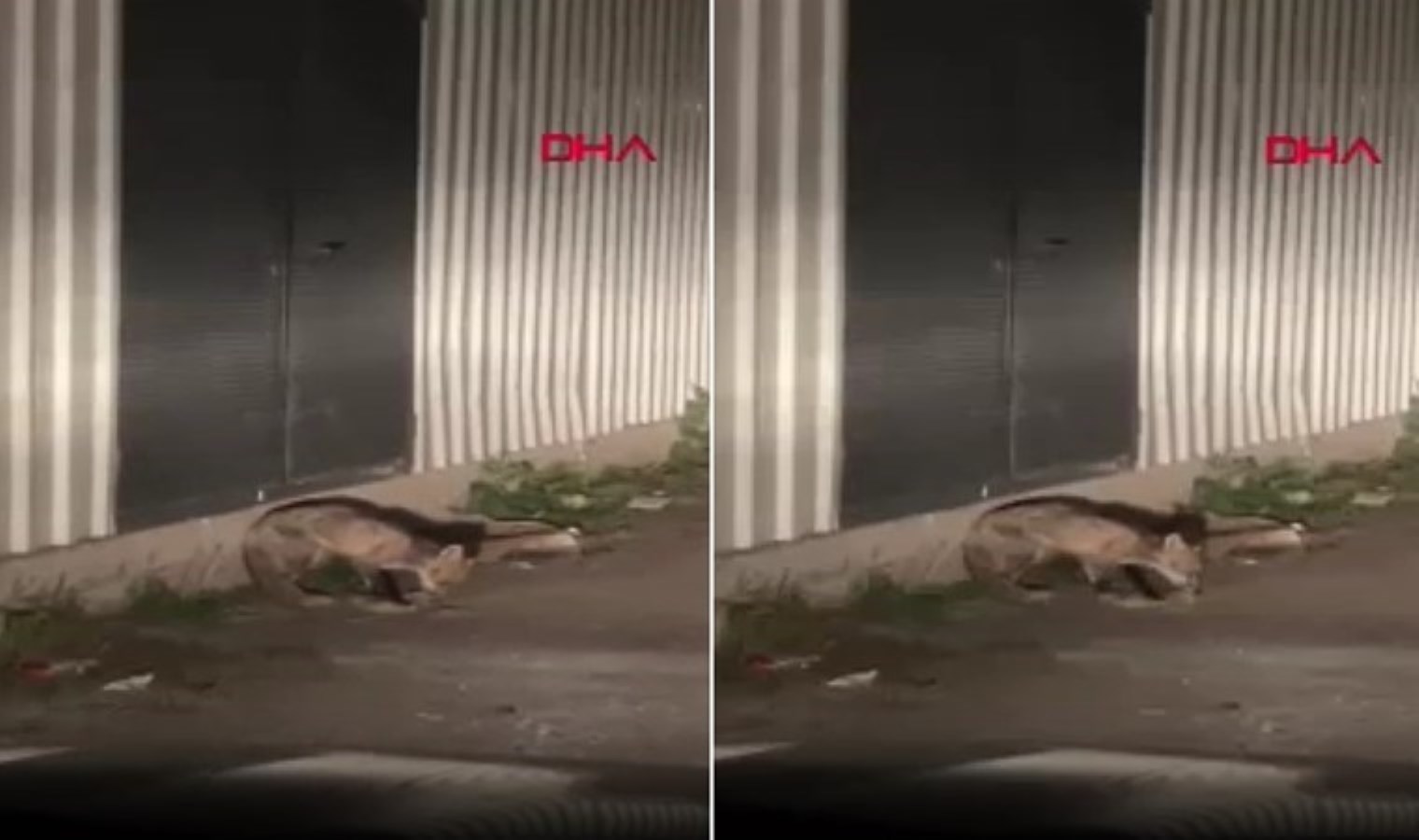 Yiyecek arayan tilki, sanayi sitesinde görüntülendi