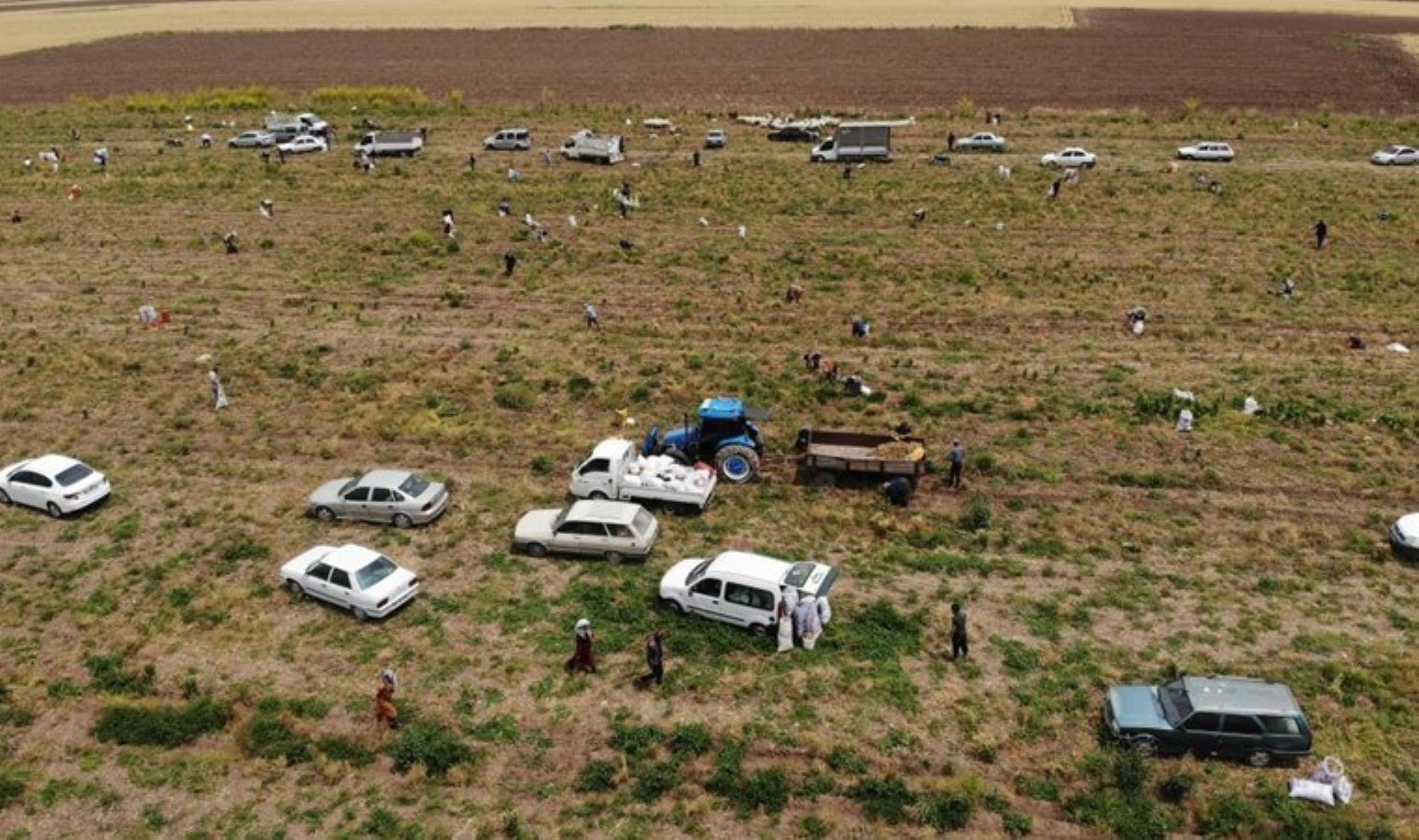 80 dönüm eseri hayrına dağıttı: Duyan tarlaya akın etti! Marketlere kilosu 30 TL…