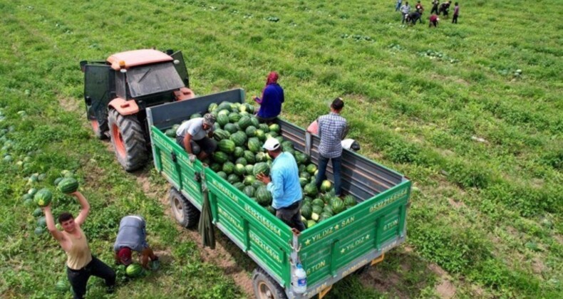 Adana’da hasat timleri vazifede: Ham eserleri tespit ediyorlar