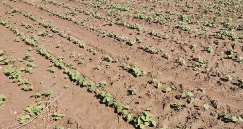 Afyonkarahisar’da fasulye ve patates tarlalarında süreç sil baştan: Ekim tekrar yapılacak!