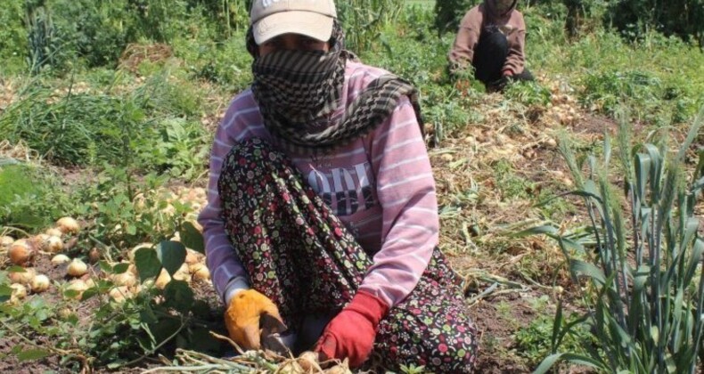 Amik Ovası’nda hasat başladı: Günlük 900 TL için 350 km yol aldılar