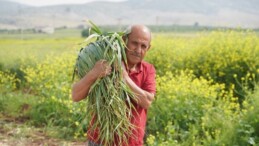 ‘Araban sarımsağı’nda hasat vakti: 70 bin ton rekolte bekleniyor