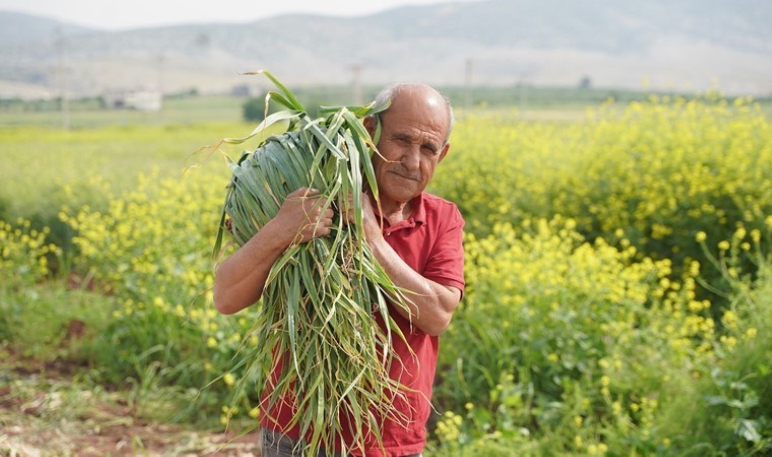 ‘Araban sarımsağı’nda hasat vakti: 70 bin ton rekolte bekleniyor