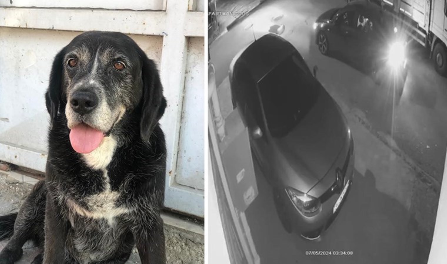 Ataşehir’de sokakta uyuyan köpeği ezip kaçtı!