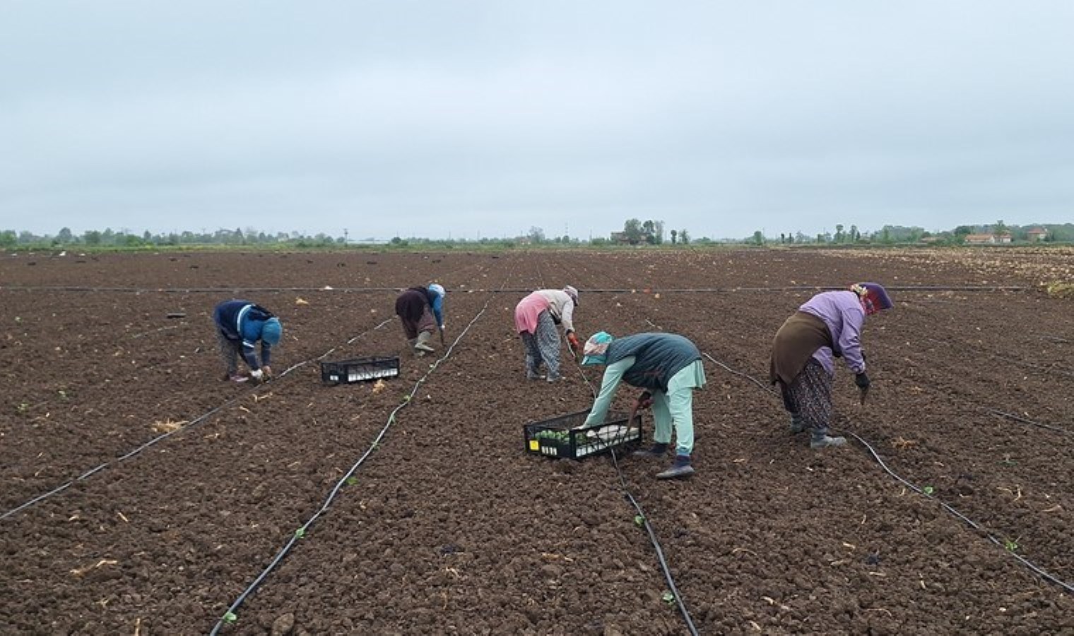 Bafra Ovası’nda 120 bin dekar alanda ekim başladı! 90 gün sonra hasat edilecekler…