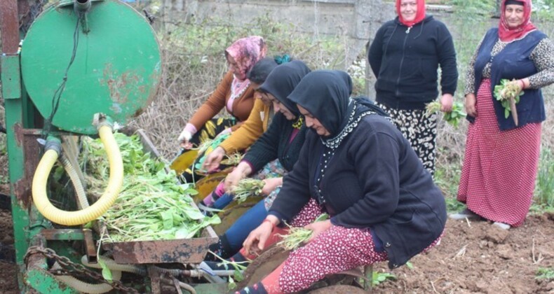 Bafra Ovası’nda dikime başlandı: Yetiştirmesi zahmetli! Yıllık 3 ton rekolte…