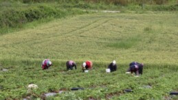 Bafra Ovası’nda hasat başladı: Kilosu 100 TL olması gerekirken 60 TL’ye satılıyor…