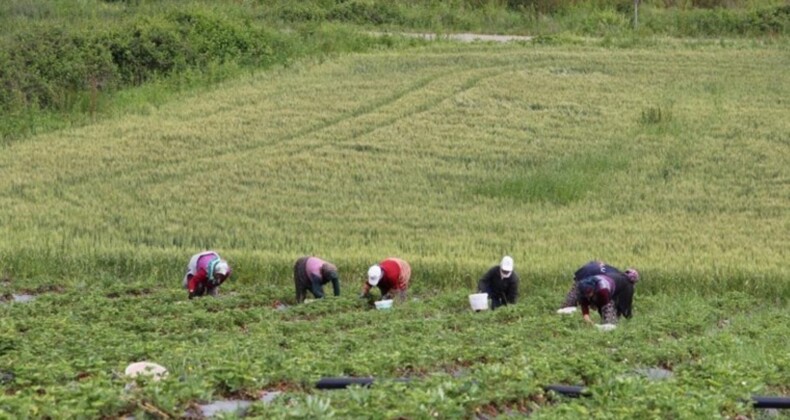 Bafra Ovası’nda hasat başladı: Kilosu 100 TL olması gerekirken 60 TL’ye satılıyor…