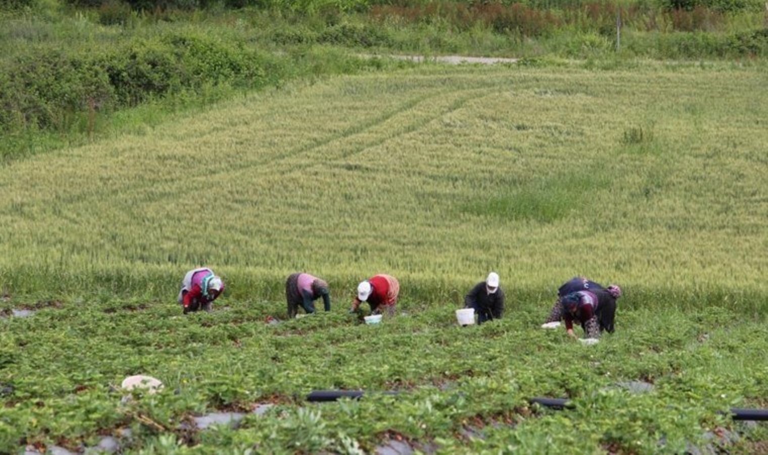 Bafra Ovası’nda hasat başladı: Kilosu 100 TL olması gerekirken 60 TL’ye satılıyor…