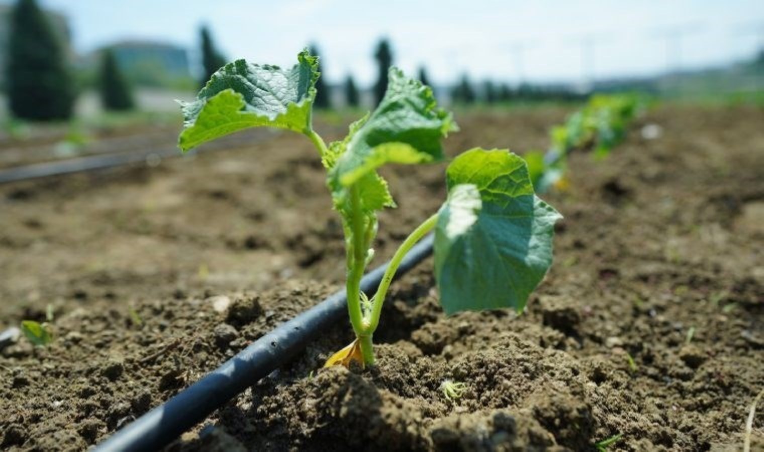 Beylikdüzü Belediyesi, Ömür Bahçesi’nde yazın birinci fidelerini dikti