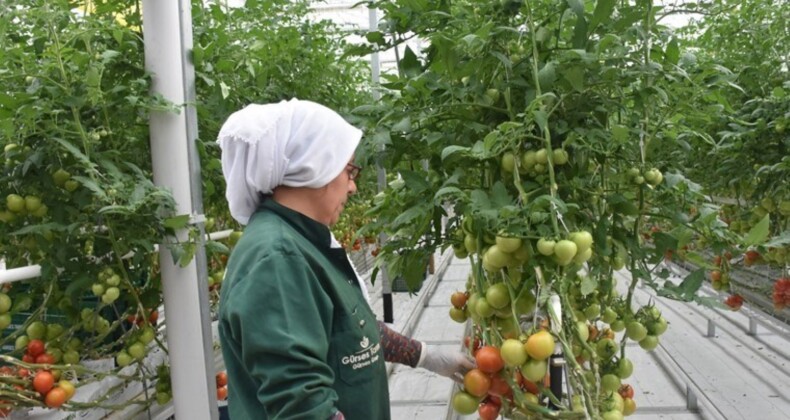 Bir metrekarede 55 kilo eser yetişiyor! Bebek üzere bakılıyor…