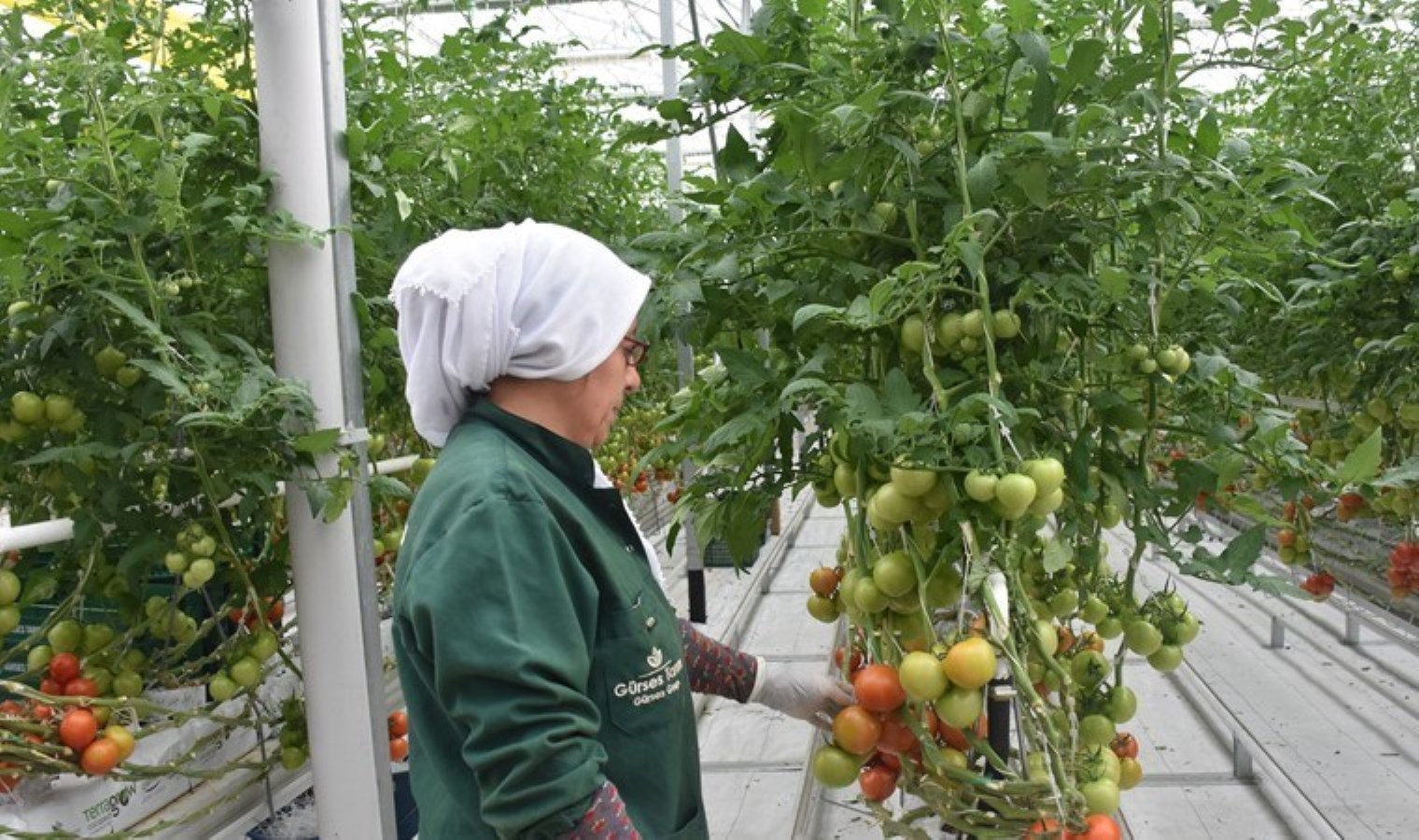 Bir metrekarede 55 kilo eser yetişiyor! Bebek üzere bakılıyor…