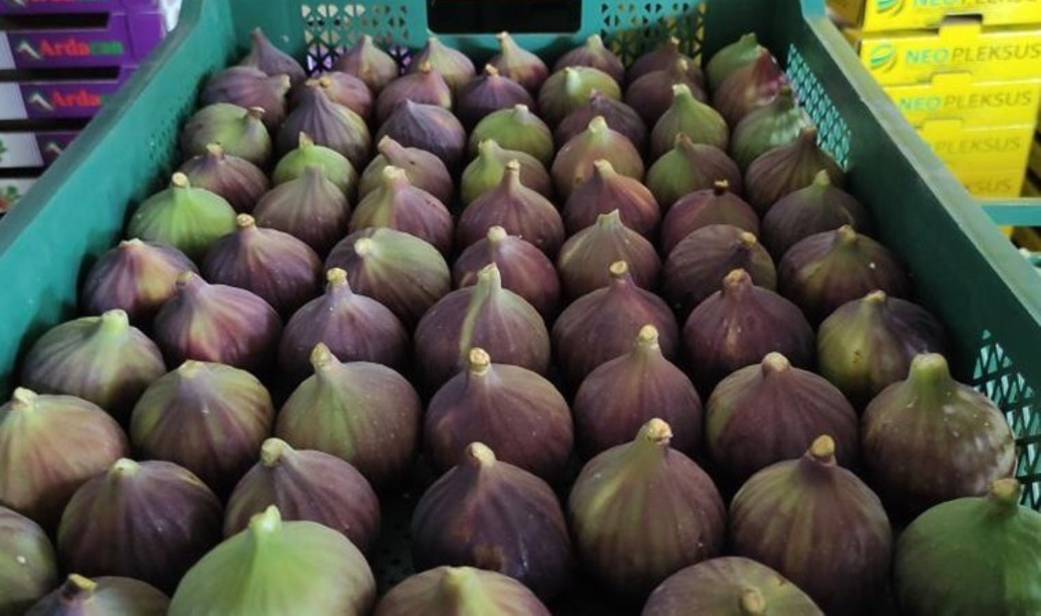 Bursa’nın ‘kraliçesi’ Japonya’ya gidiyor