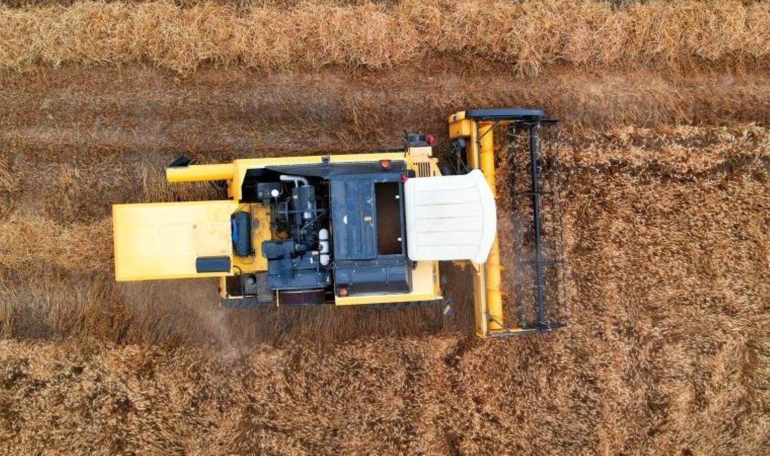 Çukurova’da hasat başladı: 1 milyon tona yakın rekolte bekleniyor