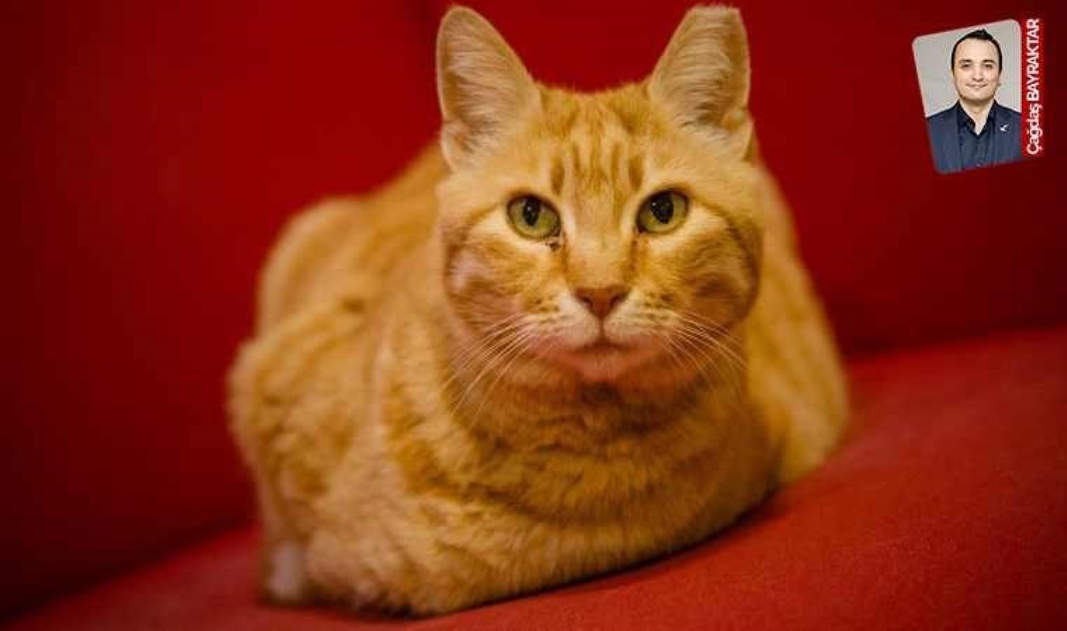 Cumhuriyet’in 100. yılı: Cumhuriyet’in kedileri…