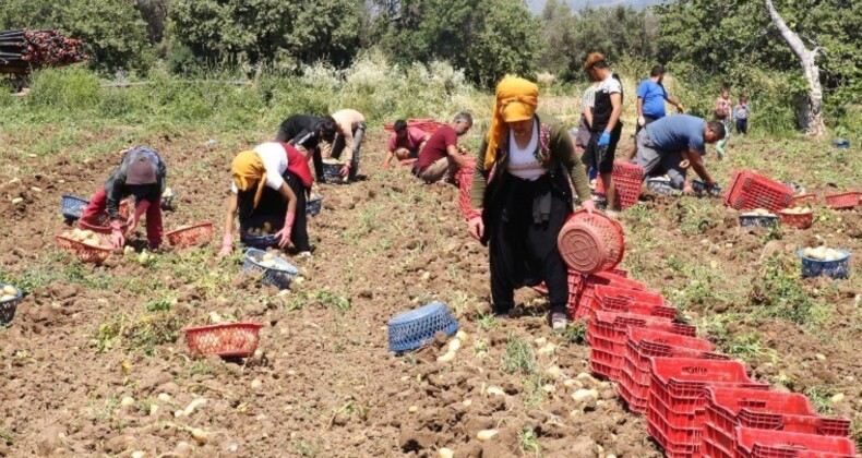 Datça’da hasat sona eriyor: 2 bin dekarda üretildi, 17 TL’ye satılıyor