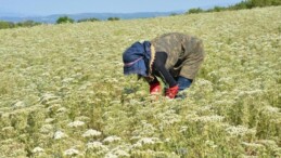 Denizli’de eserler çiftçinin elinde kaldı: Kilosu 15 TL!