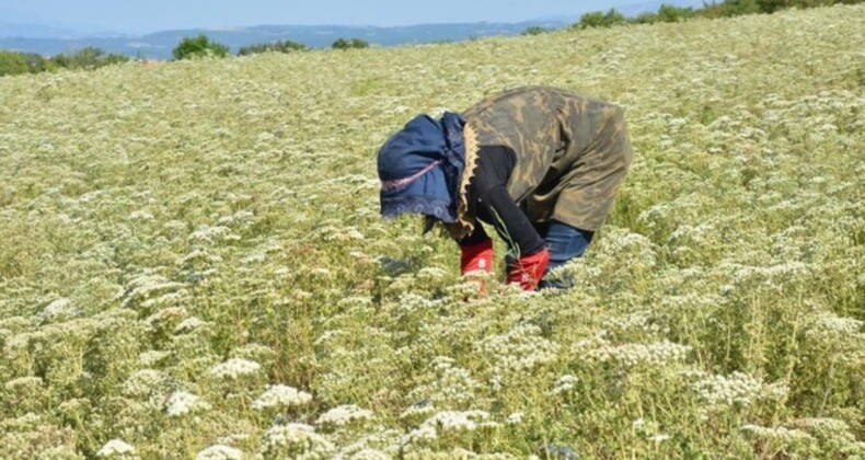 Denizli’de eserler çiftçinin elinde kaldı: Kilosu 15 TL!