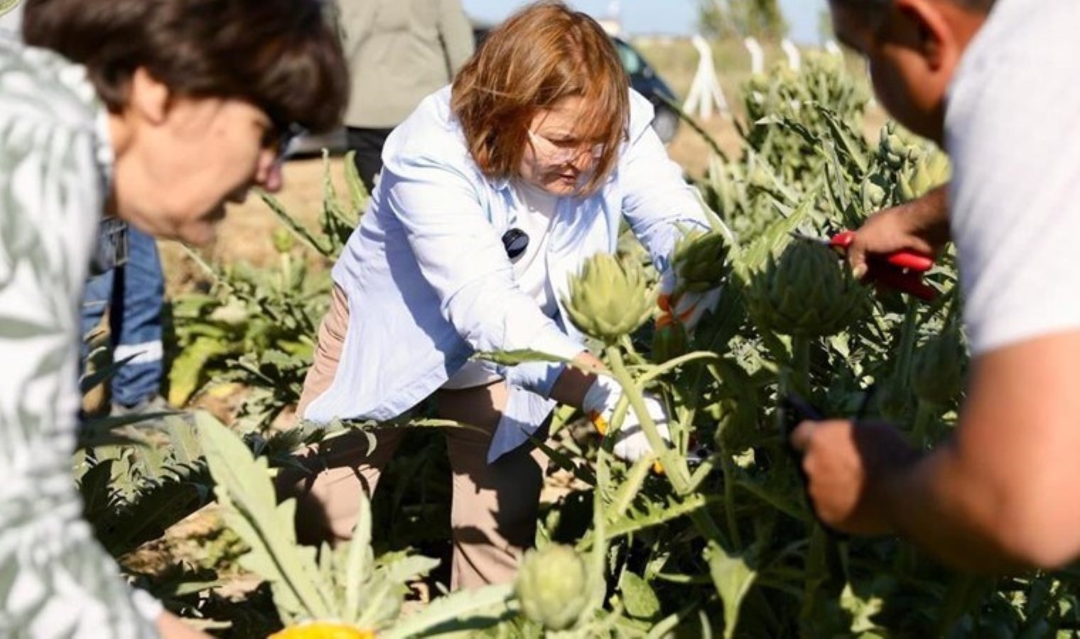 Didim’de hasat başladı: 800 kilo eser tek tek toplandı