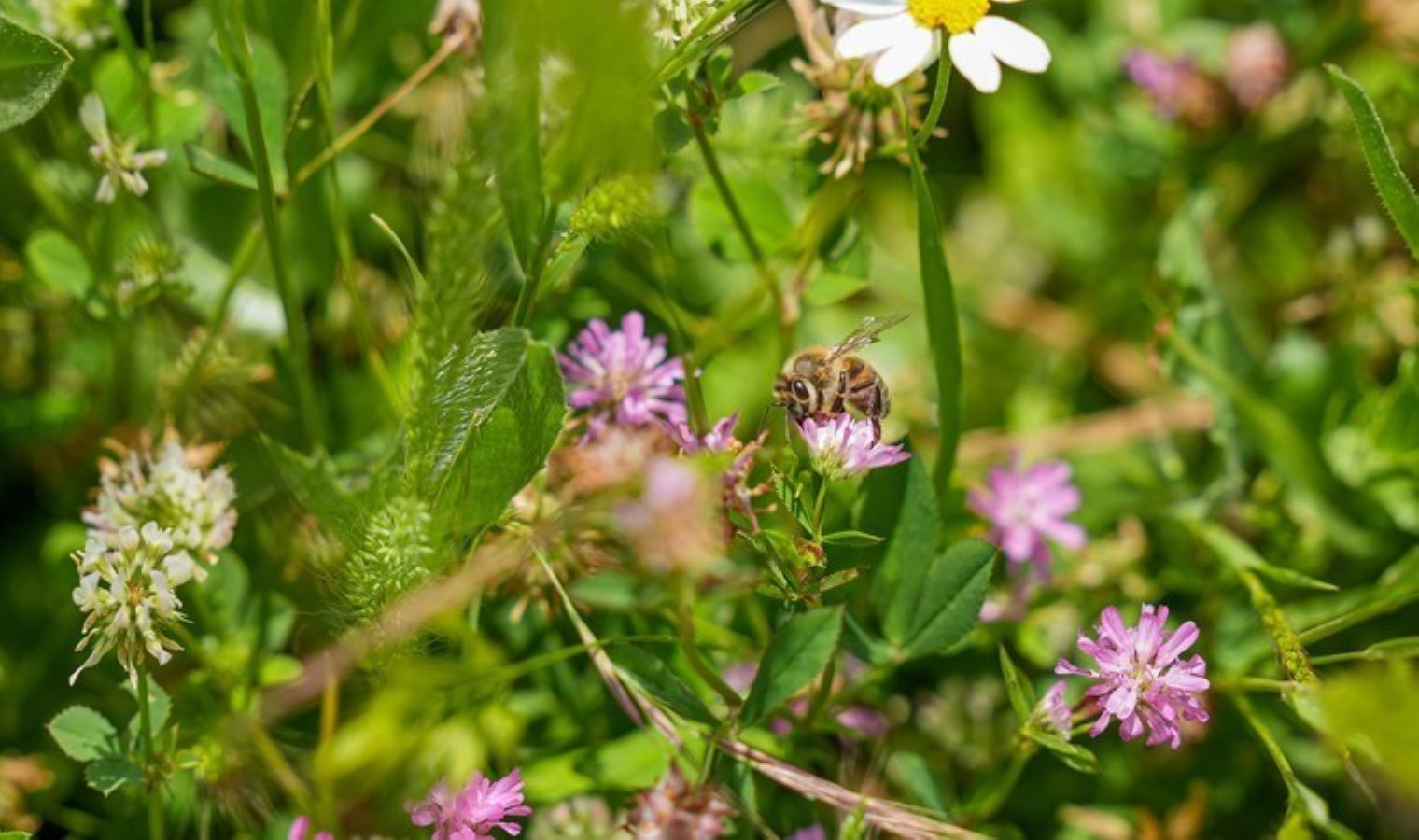 Diyarbakır’da hasat ertelendi: Bir gün de olsa yararı var