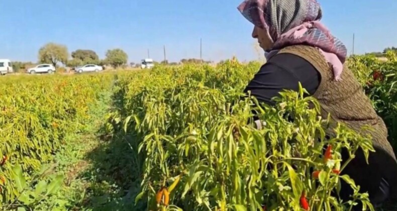 Dünya Çiftçiler Günü nedir? Dünya Çiftçiler Günü ne vakitten beri kutlanıyor?