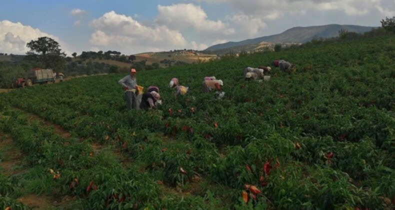 Erzincanlı çiftçilerin yeni favorisi: 800 bin adet dikildi