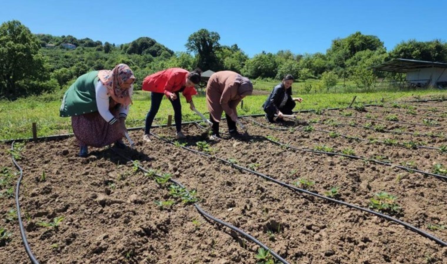 Hasat edilmeden satılıyor: Kilosu 400 TL! Gaye 4 ton rekolte…