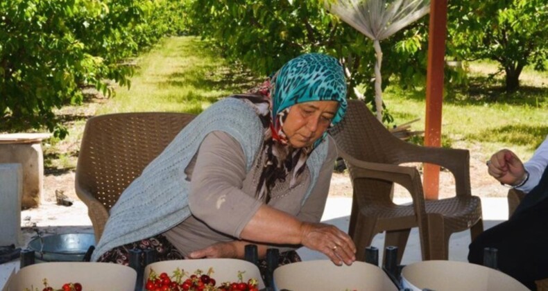 Honaz’da erkenci hasat başladı: 5 bin ton rekolte bekleniyor