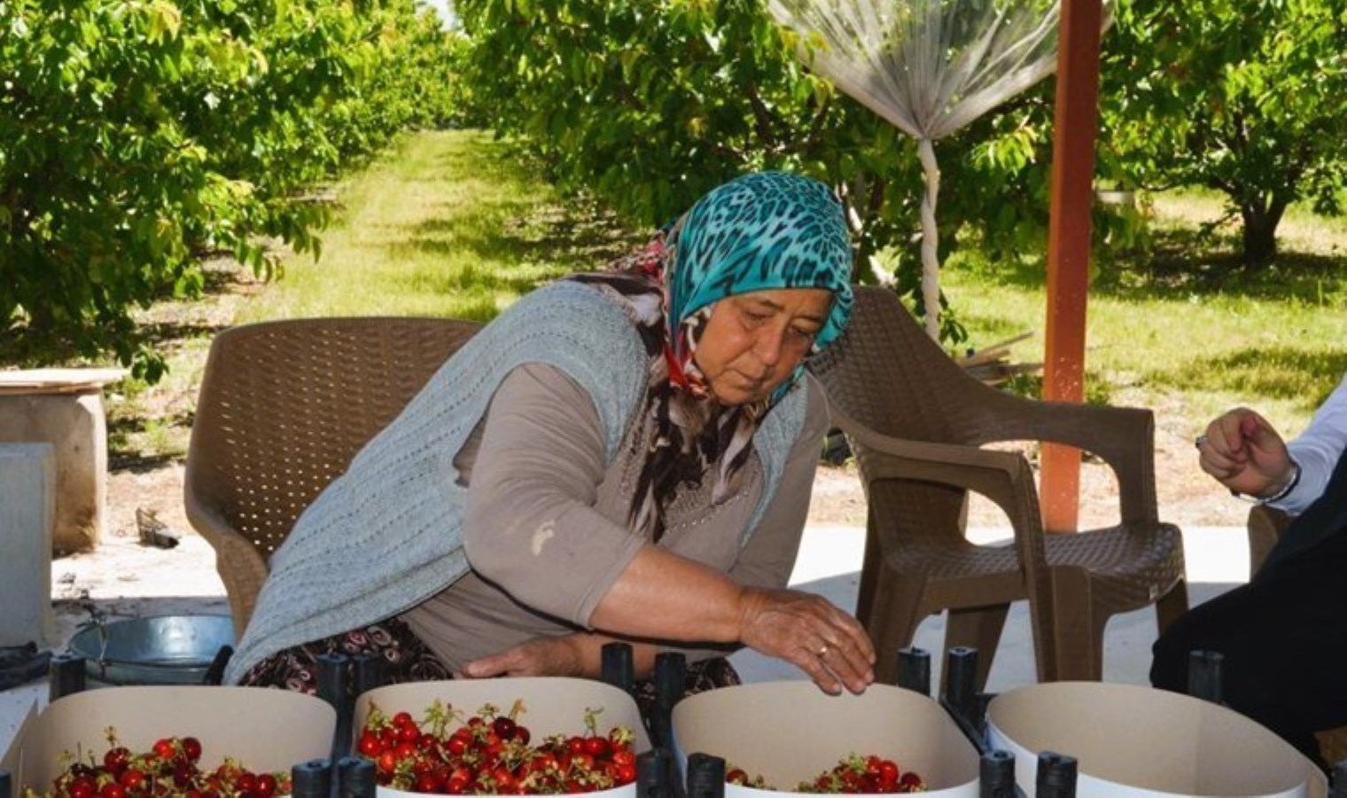 Honaz’da erkenci hasat başladı: 5 bin ton rekolte bekleniyor