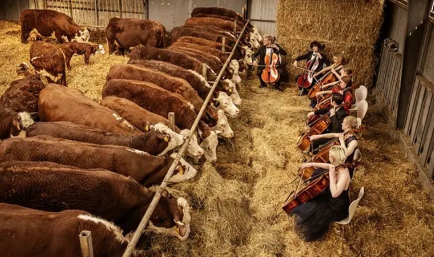 İneklere müzik dinletiyorlar: ‘Süt verimliliğine tesiri olumlu’
