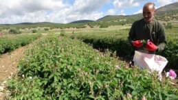 Isparta’da hasat erken başlıyor! 12 bin ton rekoltenin bekleniyor…