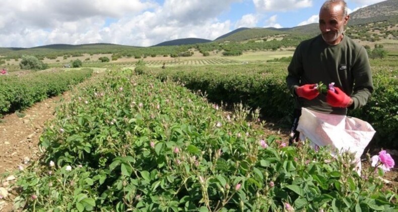 Isparta’da hasat erken başlıyor! 12 bin ton rekoltenin bekleniyor…