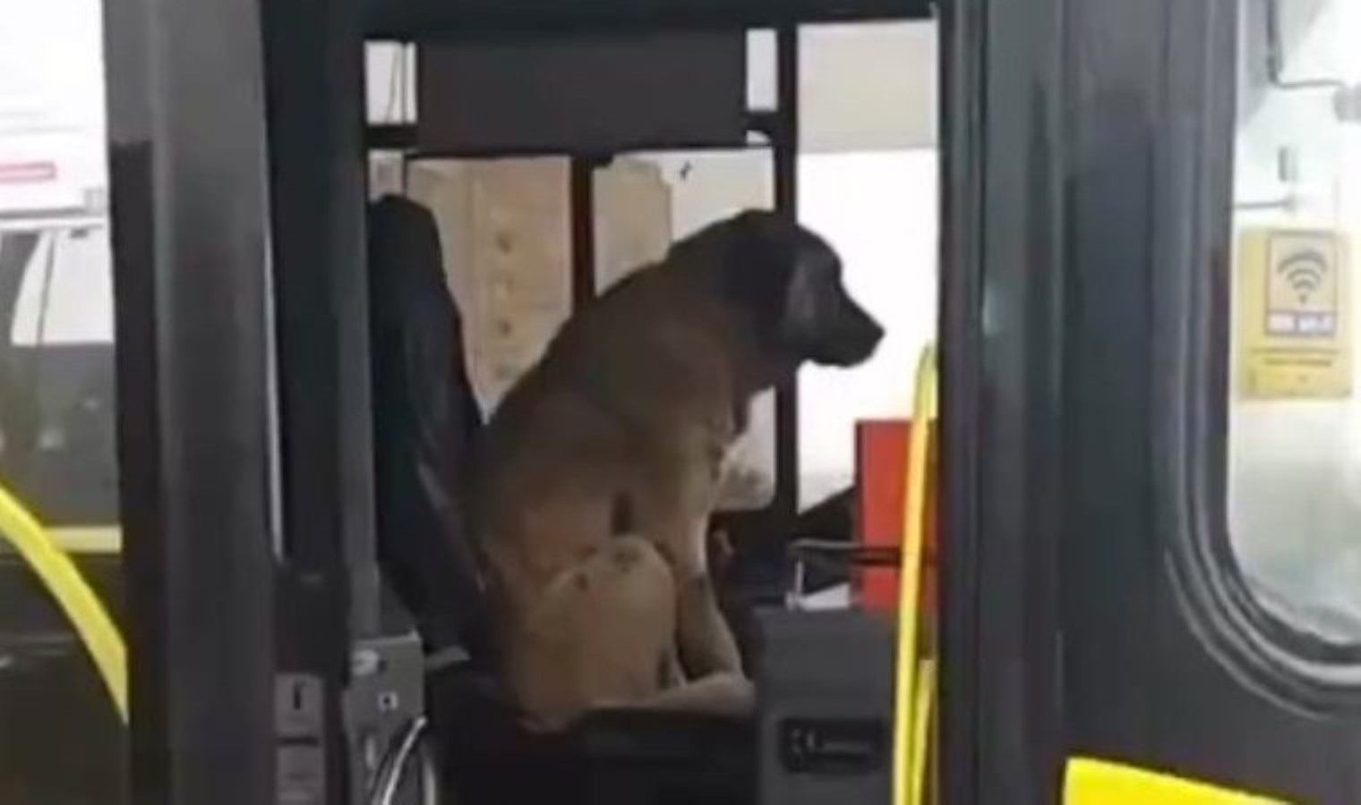 İstanbul’da bir köpek, İETT otobüsünün sürücü koltuğuna oturdu