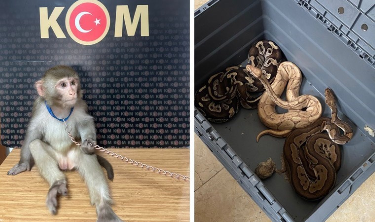 İstanbul’da hayvan kaçakçılığı operasyonu: Komodo ejderi, yavru timsah, parmak maymun, tarantula…