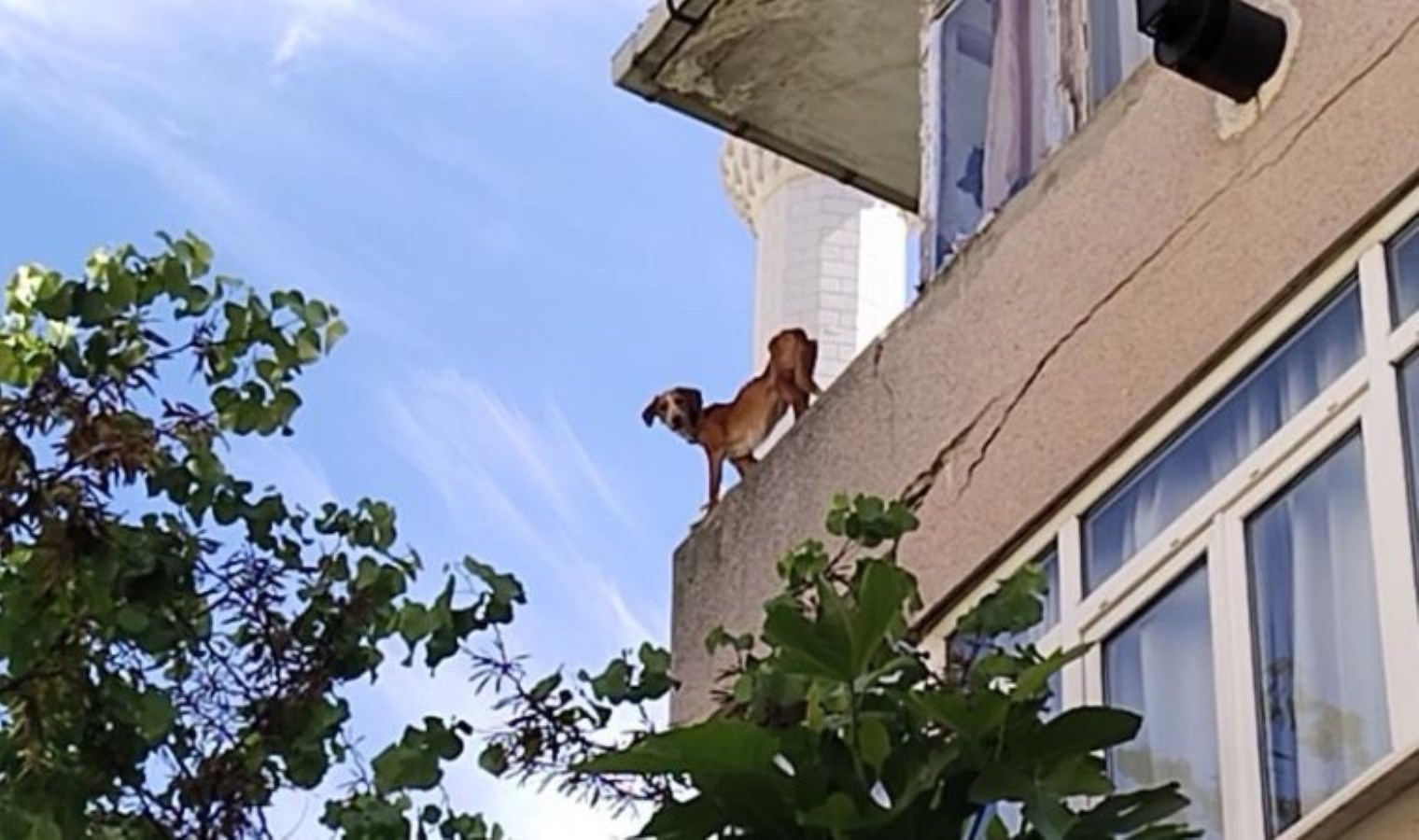 İstanbul’da vicdanları sızlatan olay: ‘Sokak köpeklerini konuta kapattı’ argümanı