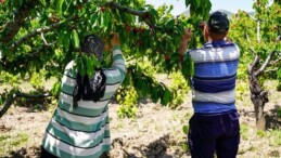 İstanbul’u terk edip Tokat’a yerleşti: 7 dönümlük yerden 30 ton eser alacak….