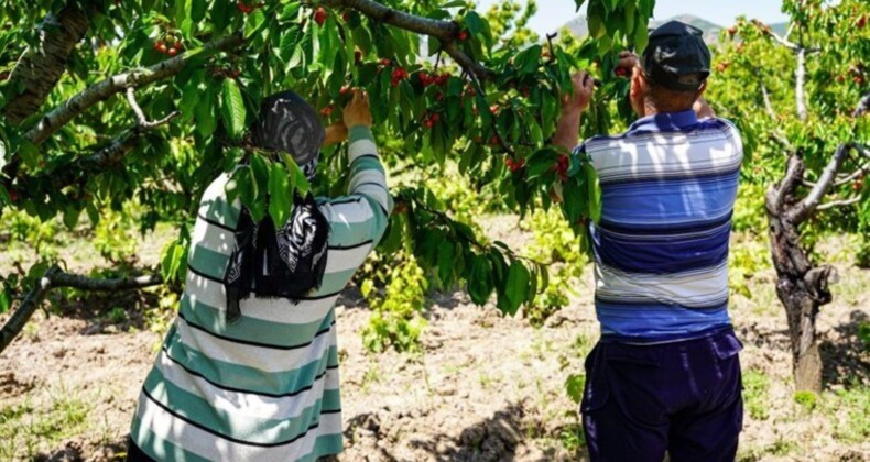 İstanbul’u terk edip Tokat’a yerleşti: 7 dönümlük yerden 30 ton eser alacak….