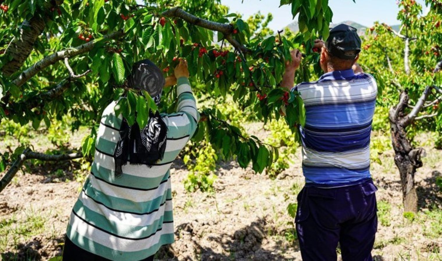 İstanbul’u terk edip Tokat’a yerleşti: 7 dönümlük yerden 30 ton eser alacak….