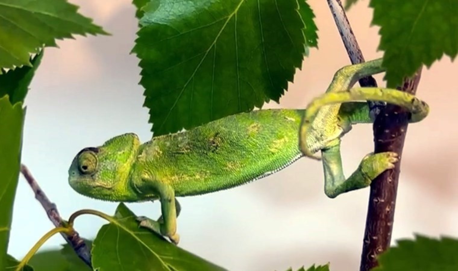 Kamyonda seyahat yapıyordu: Bukalemun, doğal ömür alanına gönderildi